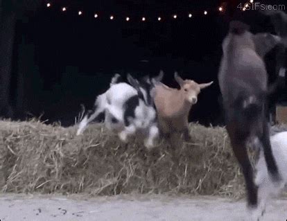 Goats GIFs - Find & Share on GIPHY