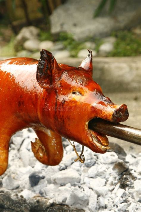 Filipino Lechon - Suckling Pig Being Roasted on a Spit Stock Image - Image of cooking, cook ...