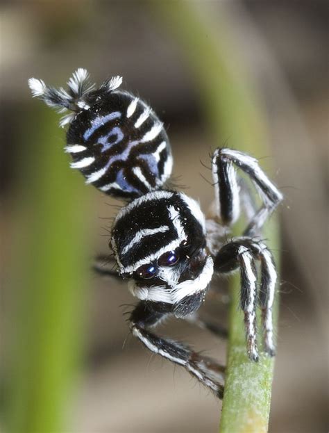 Two Vividly-Marked Peacock Spider Species Nicknamed "Sparklemuffin" and ...