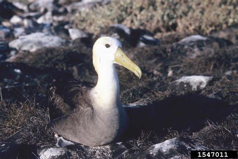 Waved Albatross (Phoebastria irrorata)