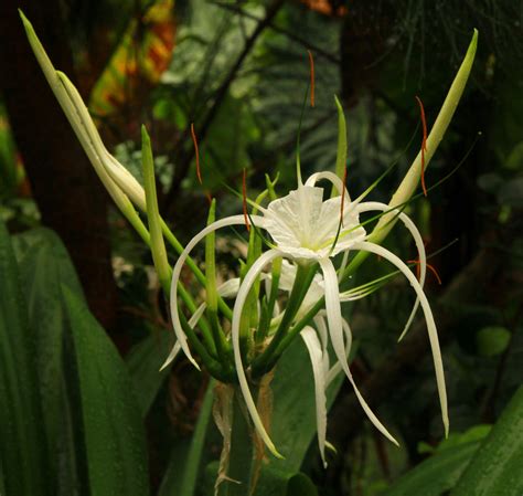 Eden Project | Plant leaves, Eden project, Plants