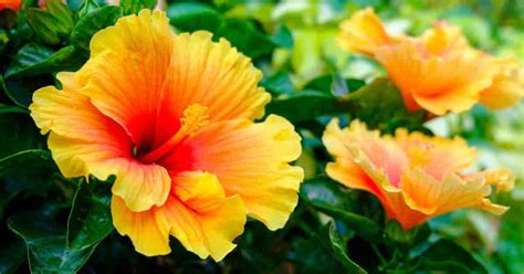 Hibiscus Tree: How To Grow And Care For A Hibiscus Plant