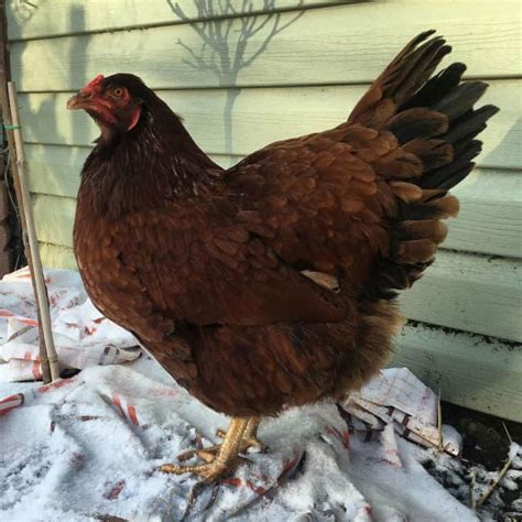 Buckeye Chicken: Eggs, Height, Size and Raising Tips