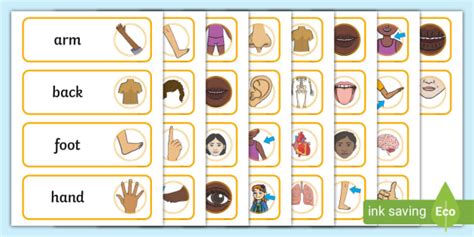 Body Parts Flashcards For Kids