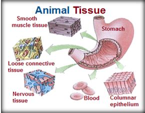 ANIMAL TISSUE | Cool Knowledge