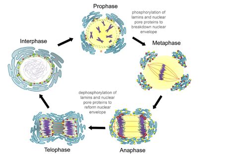 “Chapter 13 - The Cell Cycle and Its Regulation” in “Fundamentals of ...