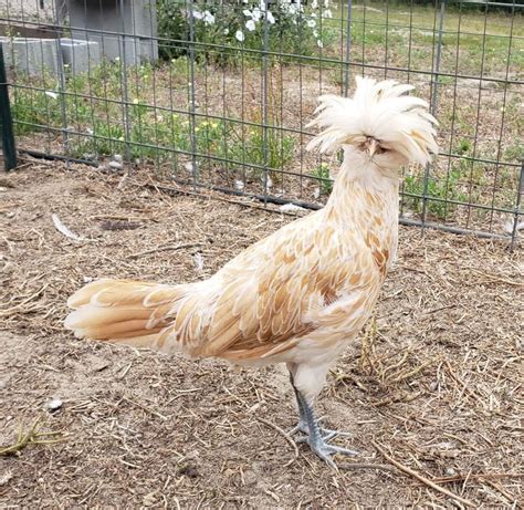 Buff Laced Polish Chicken - Chicks for Sale | Cackle Hatchery®