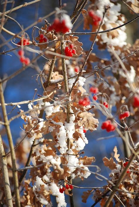 Berry Winter Ripe Red - Free photo on Pixabay