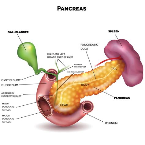 Pancreatic Cancer: Shedding Light on a Silent Disease - V Care Cancer Center