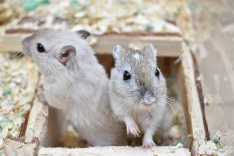 Gerbil Companionship | Bonding & Handling | Burgess Pet Care