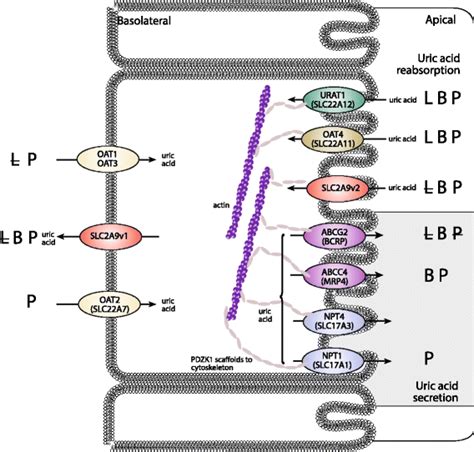 Influence of uricosuric agents lesinurad (L), benzbromarone (B) and ...