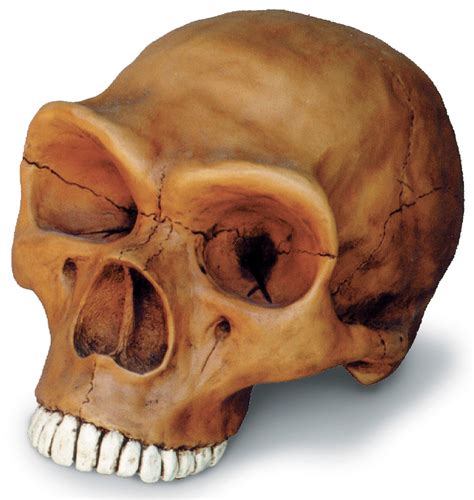 NEANDERTAL CRANIUM | Skull Duggery