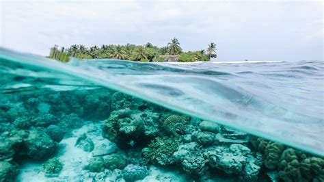 Ocean Underwater Coral Reef Landscape View Trees Island Waves HD Ocean Wallpapers | HD ...