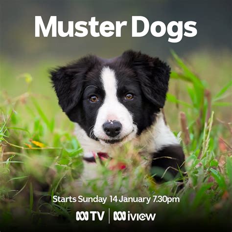 Muster Dogs- from pups to pros Season two of the smash hit series starts in January — Ambience ...