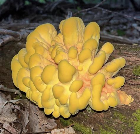 Is this chicken of the woods? : r/EdibleMushrooms