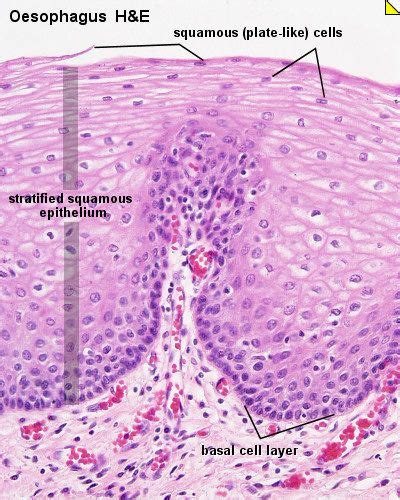 Pin on Anatomy-study