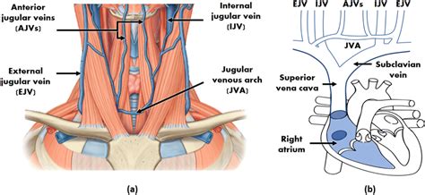 Neck venous system anatomy. (a) Superficial veins schematic of the... | Download Scientific Diagram