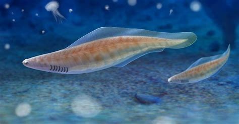 Haikouichthys ercaicunensis life restoration by Andrey Atuchin on Behance | Prehistoric animals ...