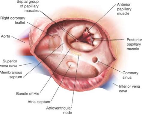 Tricuspid Valve Anatomy - Anatomical Charts & Posters