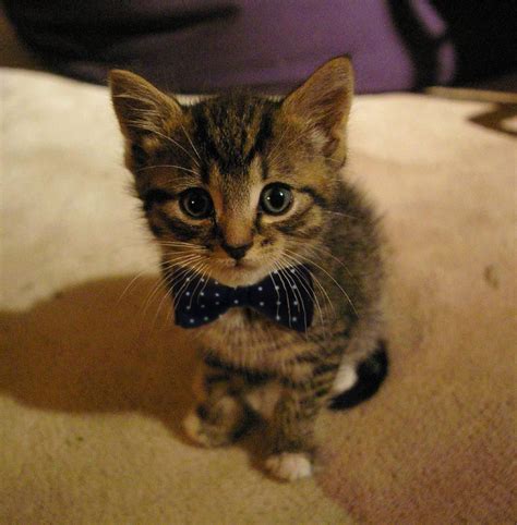 Bow ties are cool Cute Kittens, Cats And Kittens, Small Kittens ...