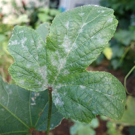 Okra: Powdery mildew | Read: www.ctahr.hawaii.edu/oc/freepub… | Flickr