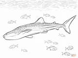 Realistic Whale Shark Coloring Page  Free Printable Coloring Pages sketch template