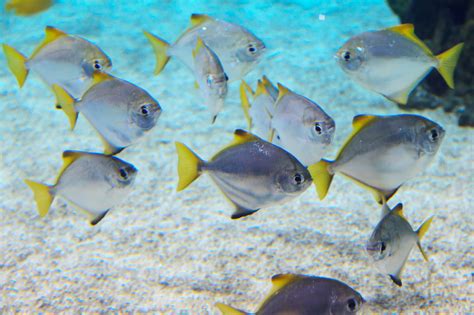 School Of Fish Free Stock Photo - Public Domain Pictures