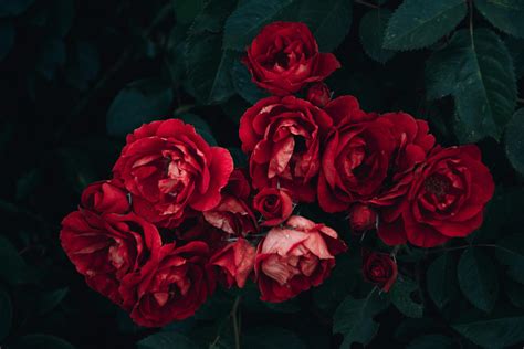 1000+ Interesting Red Flowers Photos · Pexels · Free Stock Photos