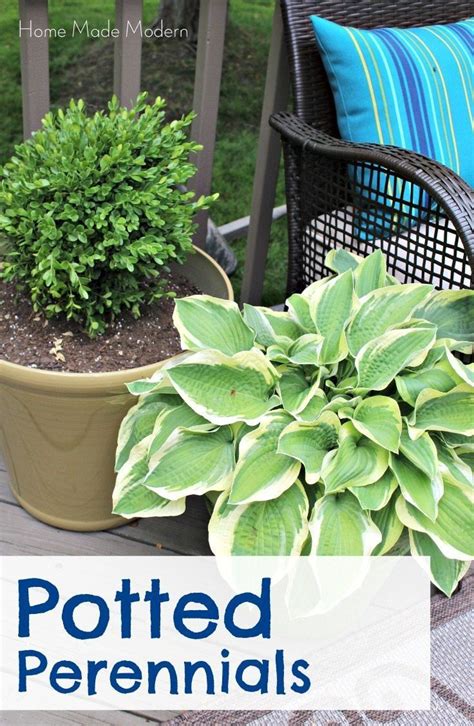 perennials for pots | Shade loving perennials, Potted plants patio, Perennial plants