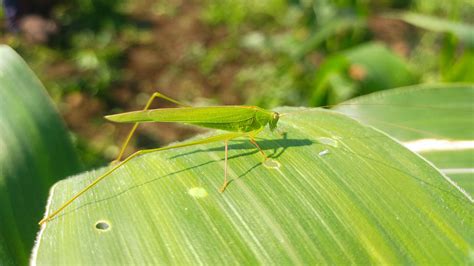 A green grasshopper on a leaf - PixaHive