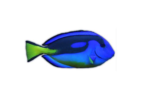 Royal Blue Tang - Ocean Animals