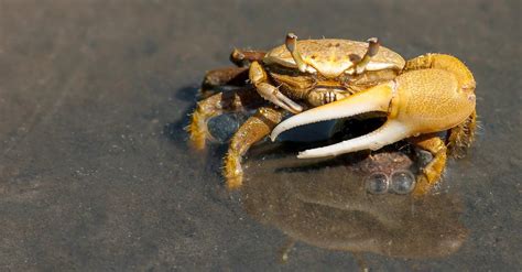 Yellow Crab on Gray Sand during Daytime · Free Stock Photo