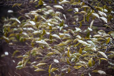 Wind Blown Leaves Still Hanging On – Nine Mile Prairie