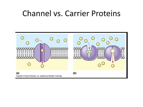 PPT - Cell Membrane: Structure and Function PowerPoint Presentation, free download - ID:9619176