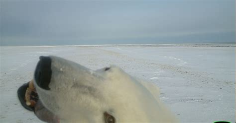 Parks Canada, Manitoba on Twitter: "We see Selfie Bear and we raise ...