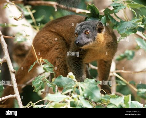 Common Brown Lemur, Madagascar, East Africa Stock Photo - Alamy