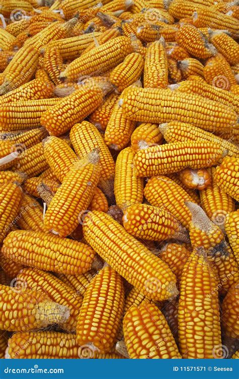 Maize cob stock image. Image of nutritious, fruit, fresh - 11571571