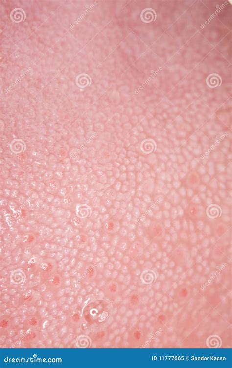 Tongue texture stock image. Image of texture, saliva - 11777665