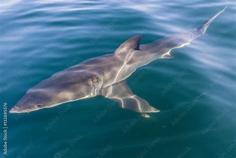 Great White Shark swimming below the surface Stock Photo | Adobe Stock