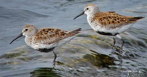 Variation in Dunlin in Breeding Plumage