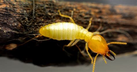 Termite Treatment Phoenix: Drywood Vs. Subterranean Termites