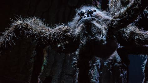 The Real-Life Spider Named After One Of Hagrid's Pets From Harry Potter