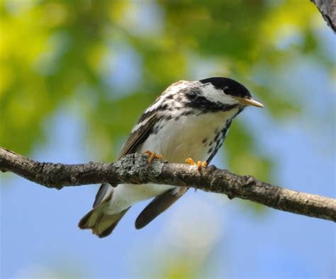 Blackpoll Warbler - Partners in Flight