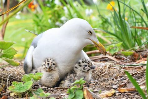 Baby Seagull - All the Facts and Pictures - Bird Advisors