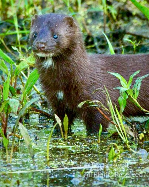 Mink are predators that hunt like otters. They belong to the mustelid family, which includes ...