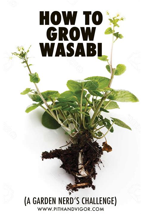 How to Grow Wasabi - A Garden Nerd's Challenge | PITH + VIGOR