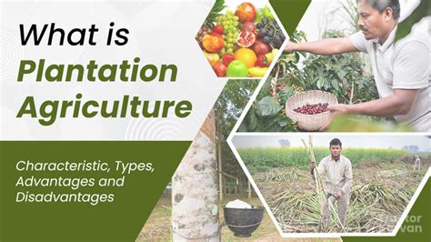 What is Plantation Agriculture, Types & Benefits