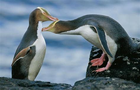 Yellow-eyed Penguins preening, Auckland Islands, New Zealand // Photo by Kevin Schafer ...