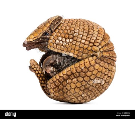 Brazilian three-banded armadillo rolling, Tolypeutes tricinctus - 4 years old Stock Photo - Alamy