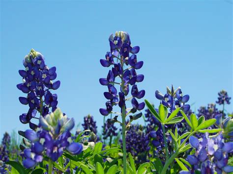 Free Texas BlueBonnets 1 Stock Photo - FreeImages.com